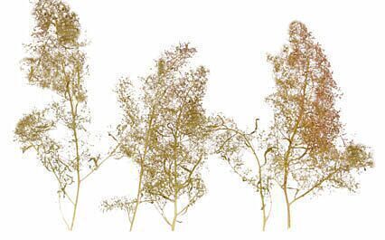 CVR Picture for SuperTree Supervalue case