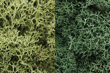 CVR Picture for Light green mix Lichen 3qt