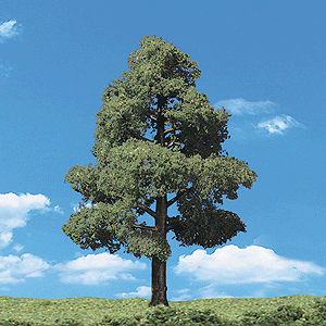 CVR Picture for Trees Sun Kissed 4-5in /3