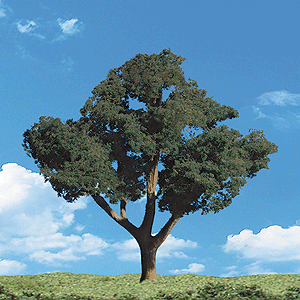 CVR Picture for Trees Cool Shade 1.25-2in /5